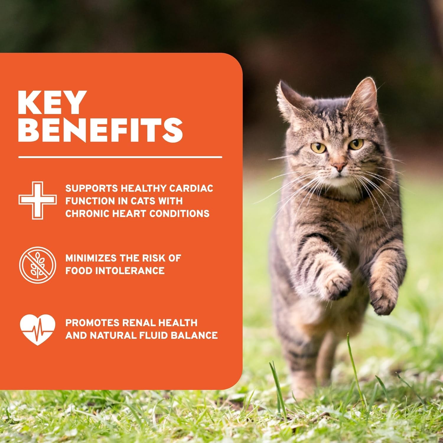 Wet Cat Food Kidney RENAL ACTIWET with Lamb 3.5Oz, Adult Cat Food Wet, Renal Support Canned Cat Food